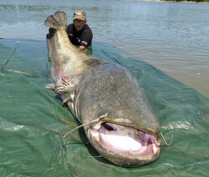 Wels Catfish
